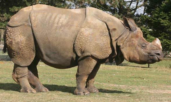 Rhino population up 35 times in 107 years